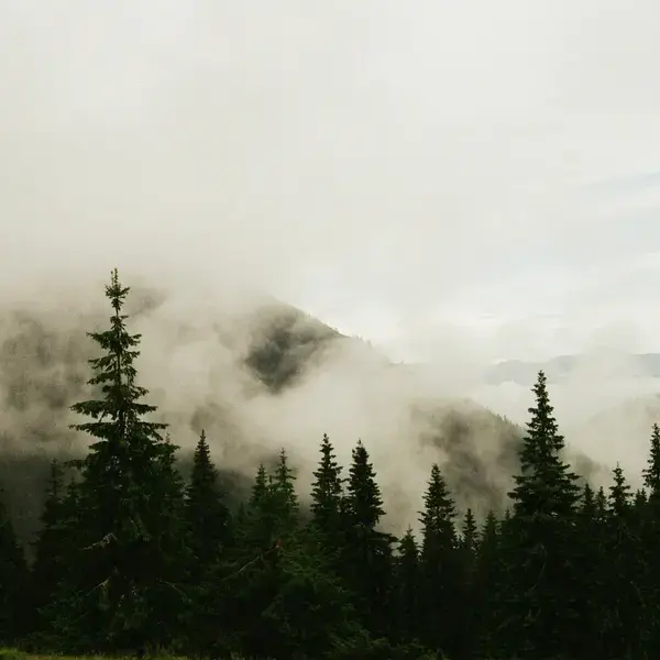 Mountains in the distance, obscured by fog with evergreen trees in the foreground shadow.